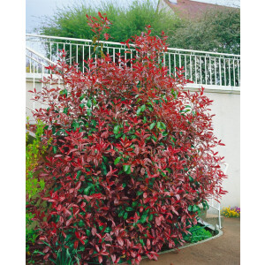 Photinia fraseri Red Select 60- 100 cm