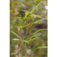 Phyllostachys aureosulcata spectabilis 150- 200 cm