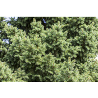 Picea abies kräftig 4xv mb 150-175 cm kräftig