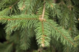 Picea abies Acrocona Co 40-50