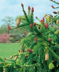 Picea abies Acrocona Co 40-50