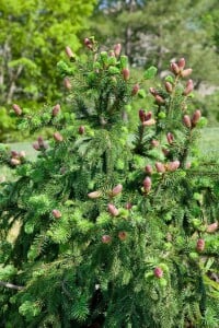 Picea abies Acrocona Co 40-50