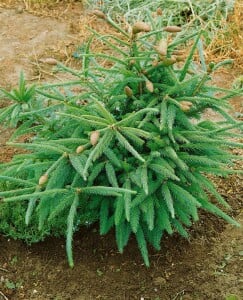 Picea abies Acrocona Co 40-50