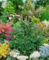 Picea abies Acrocona Co 40-50