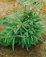 Picea abies Acrocona Co 40-50