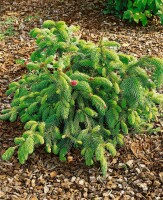 Picea abies Acrocona Co 40-50