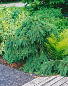 Picea abies Acrocona kräftig 4xv mDb 80-100