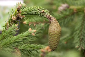 Picea abies Acrocona kräftig 4xv mDb 80-100