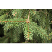 Picea abies Acrocona kräftig 4xv mDb 80-100
