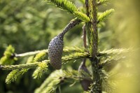 Picea abies Acrocona kräftig 4xv mDb 80-100