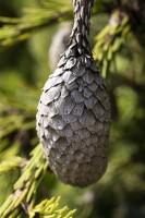 Picea abies Acrocona kräftig 4xv mDb 80-100