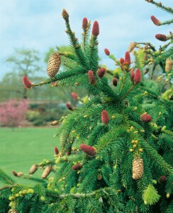 Picea abies Acrocona kräftig 4xv mDb 100- 125 cm kräftig