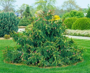 Picea abies Acrocona kräftig 4xv mDb 100- 125 cm kräftig