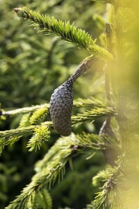 Picea abies Acrocona kräftig 4xv mDb 125- 150 cm