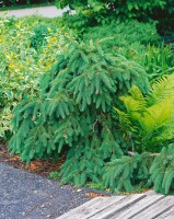 Picea abies Acrocona kräftig 4xv mDb 125- 150 cm