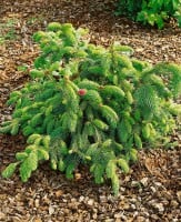 Picea abies Acrocona kräftig 4xv mDb 125- 150 cm