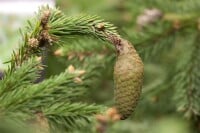 Picea abies Acrocona 70- 80 cm