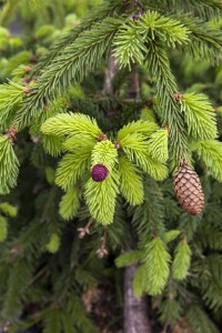 Picea abies Acrocona kräftig 5xv mDb 150- 175 cm kräftig