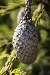 Picea abies Acrocona kräftig 5xv mDb 150- 175 cm kräftig