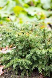 Picea abies Nidiformis C30-40