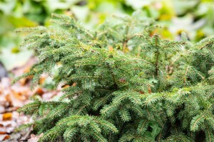 Picea abies Nidiformis C30-40