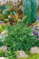 Picea abies Nidiformis C30-40