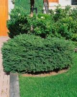 Picea abies Nidiformis C30-40