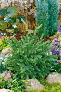 Picea abies Nidiformis 40- 50 cm