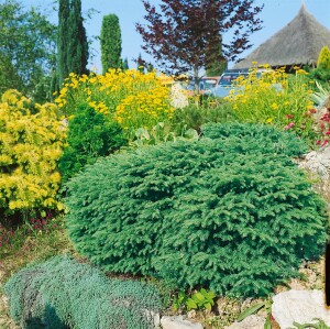 Picea abies Nidiformis 40- 50 cm