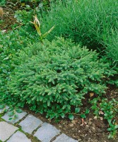 Picea abies Nidiformis 40- 50 cm