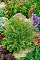 Picea abies Nidiformis 40- 50 cm