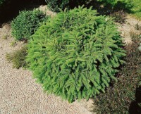 Picea abies Nidiformis 40- 50 cm