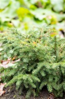 Picea abies Nidiformis P8