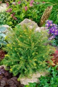 Picea abies Nidiformis mb 60-70 cm