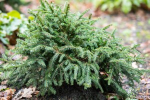 Picea abies Pumila Glauca 30- 40 cm