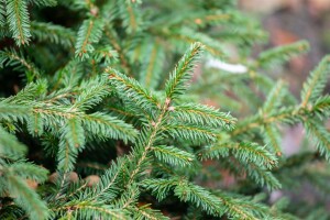 Picea abies Pumila Glauca 30- 40 cm