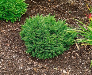 Picea abies Pumila Glauca 30- 40 cm