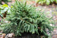 Picea abies Pumila Glauca 30- 40 cm