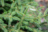 Picea abies Pumila Glauca 3xv mB 40- 50 cm