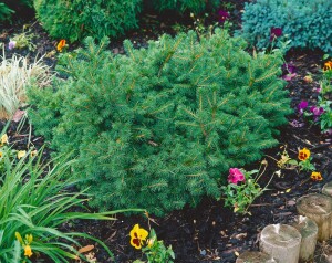 Picea abies Pygmaea C 25-30