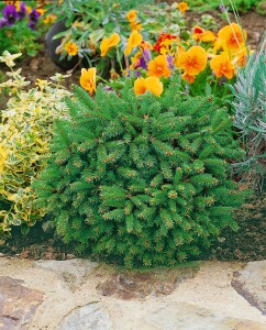 Picea abies Pygmaea C 25-30