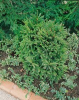 Picea abies Pygmaea C 25-30