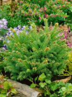 Picea abies Pygmaea C 25-30