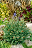 Picea abies Pygmaea C 25-30