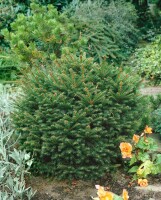 Picea abies Pygmaea C 25-30