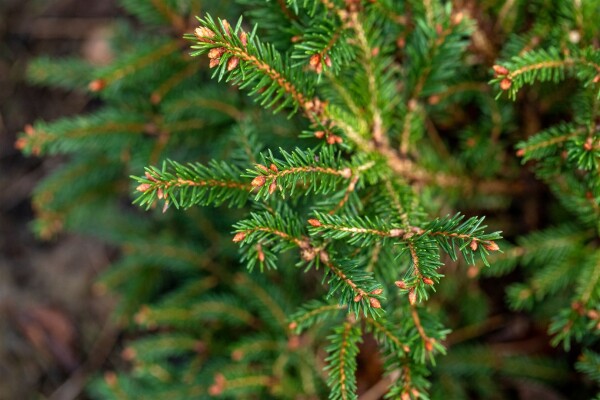 Picea abies Pygmaea mB 25- 30 cm