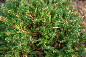 Picea abies Pygmaea mB 25- 30 cm