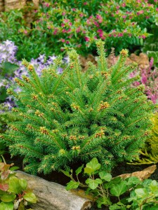 Picea abies Pygmaea mB 25- 30 cm