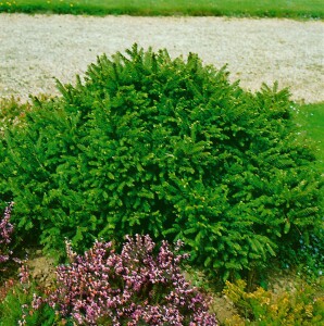 Picea abies Pygmaea mB 25- 30 cm