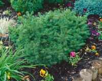 Picea abies Pygmaea mB 25- 30 cm